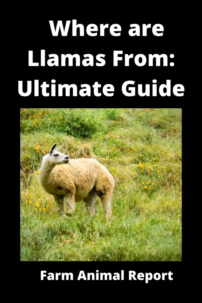 Where are Llamas From Ultimate Guide**ORIGIN** 4