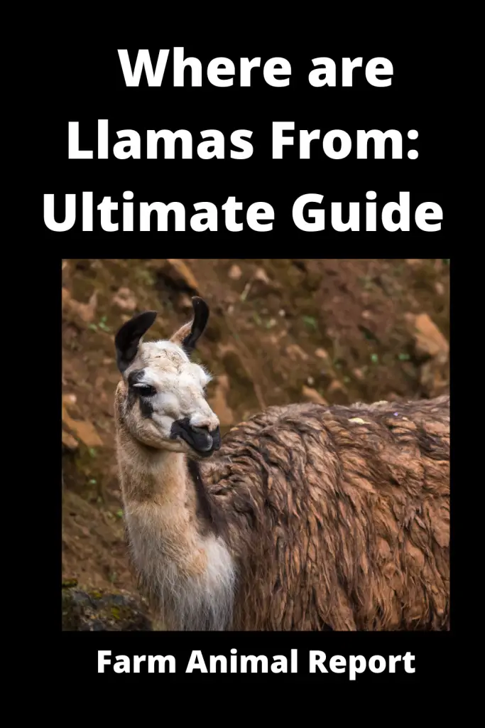 Where are Llamas From Ultimate Guide**ORIGIN** 1