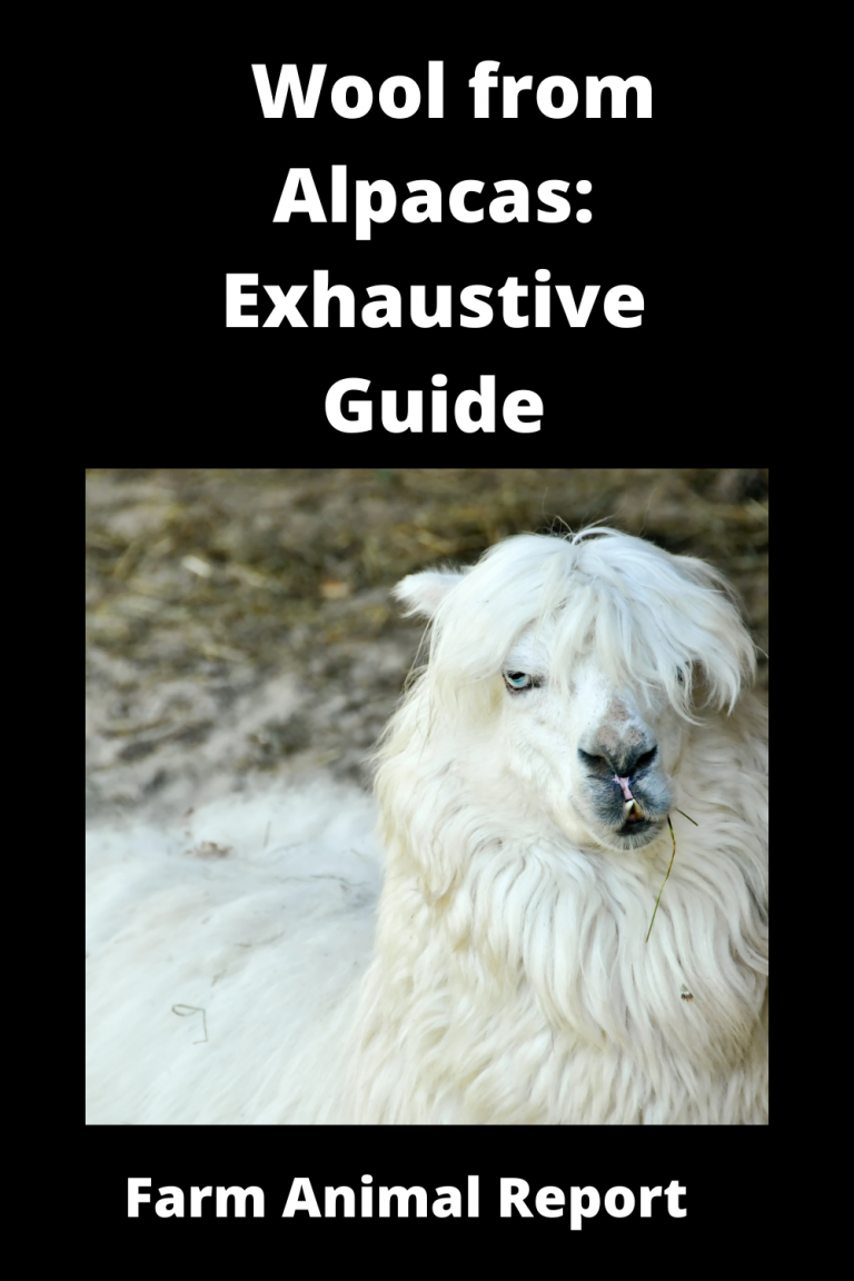 What Is Alpaca Wool Called *Fiber Of The Gods*