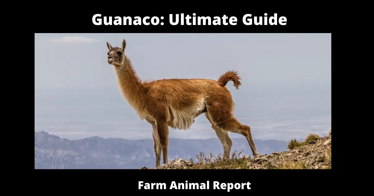 Guanaco: Ultimate Guide