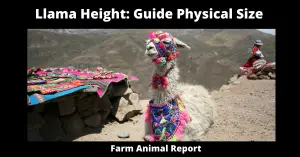 How Tall is a Llama