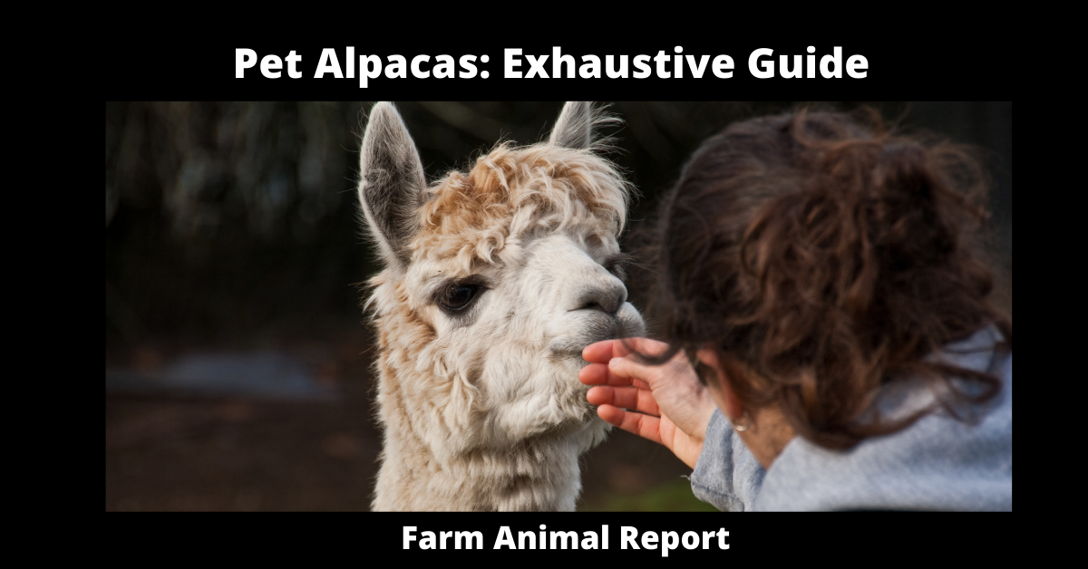 Pet Alpacas: Exhaustive Guide