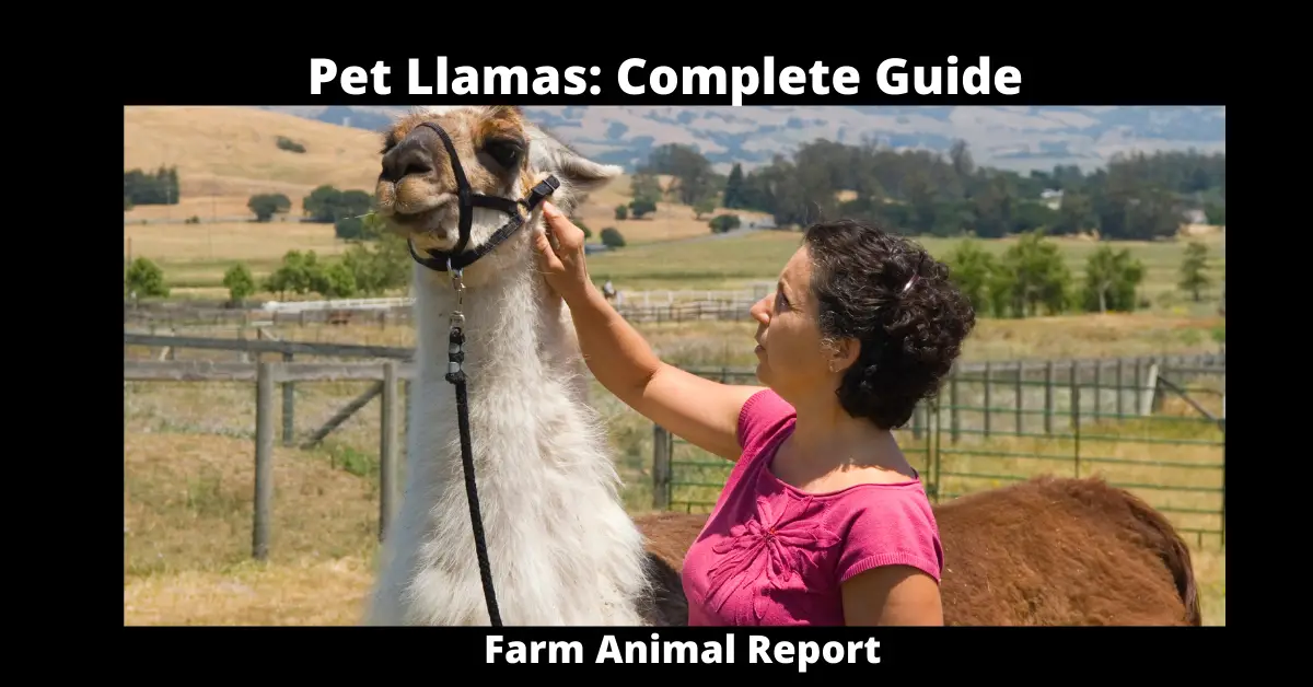 Pet Llamas: Complete Guide