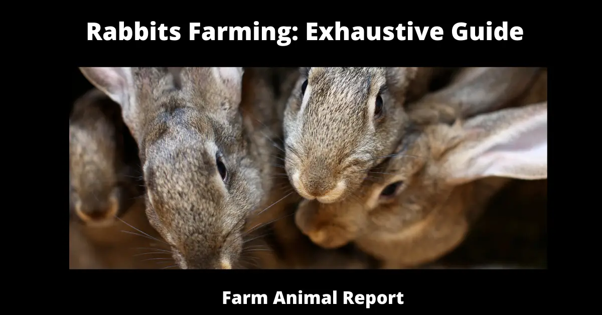 Rabbits Farming: Exhaustive Guide