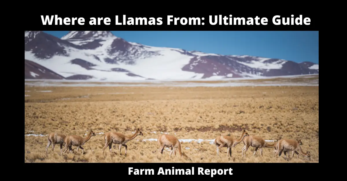 Where are Llamas From: Ultimate Guide