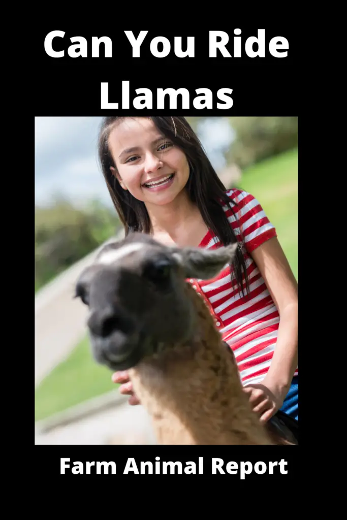 Can You Ride a Llama