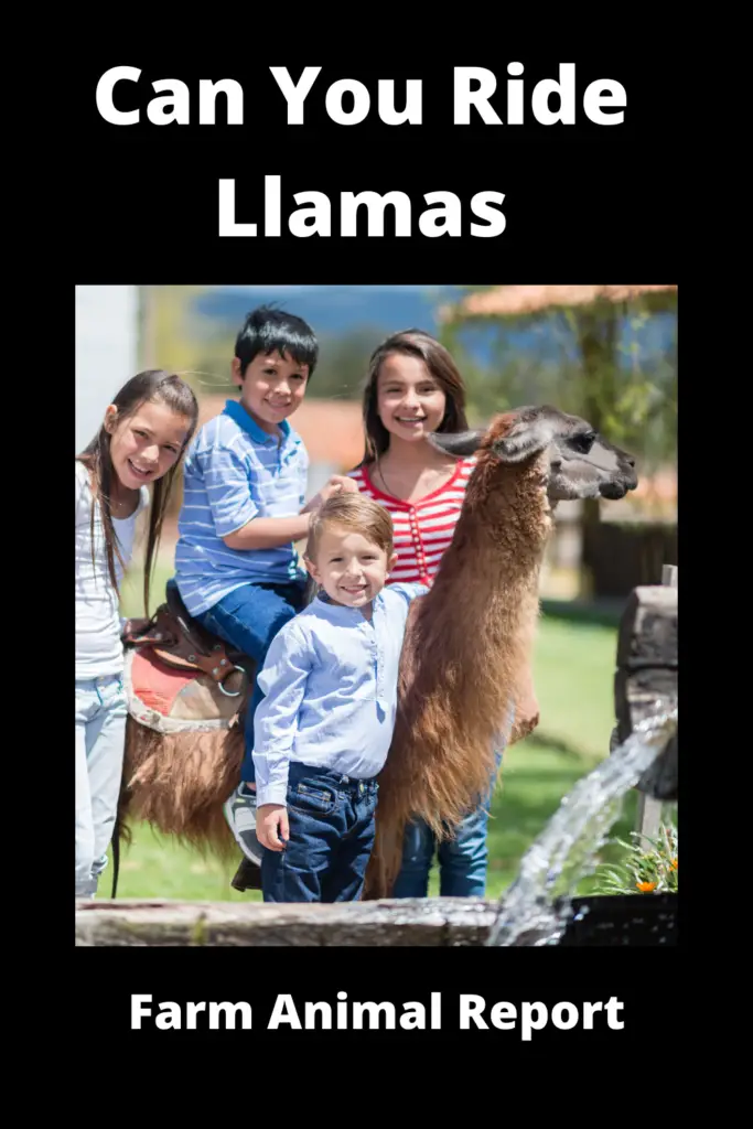 Can You Ride a Llama | Llama | Ride Llamas | Riding 4