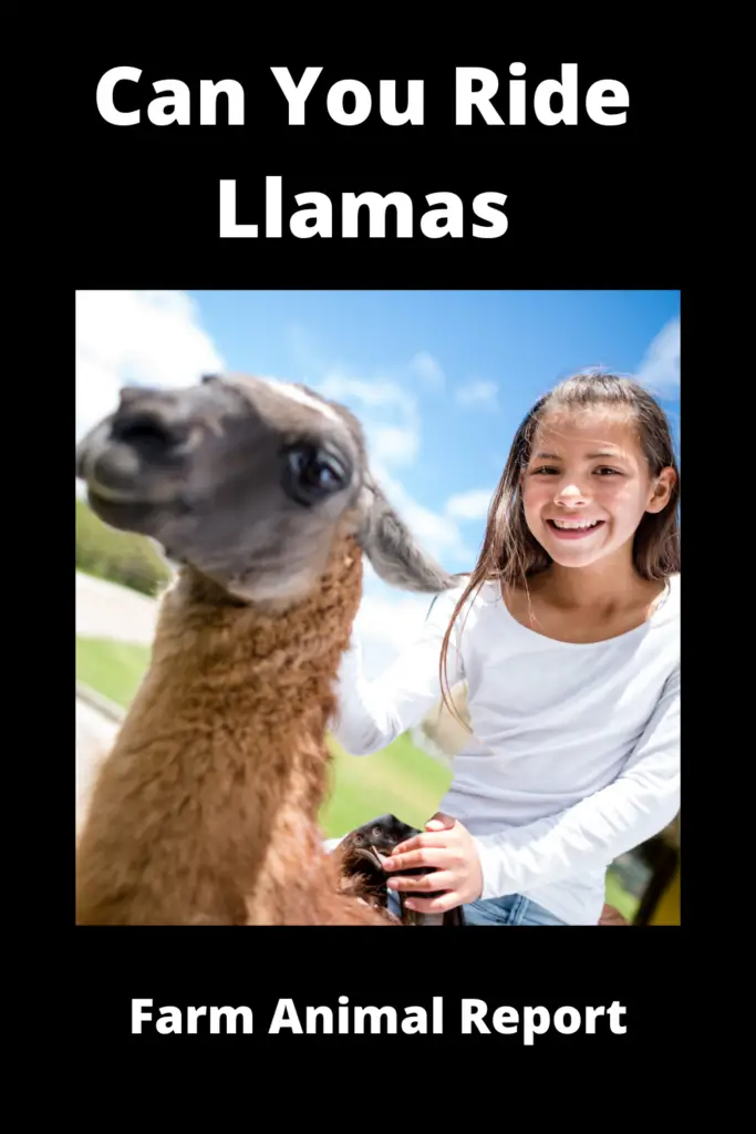 Can You Ride a Llama
