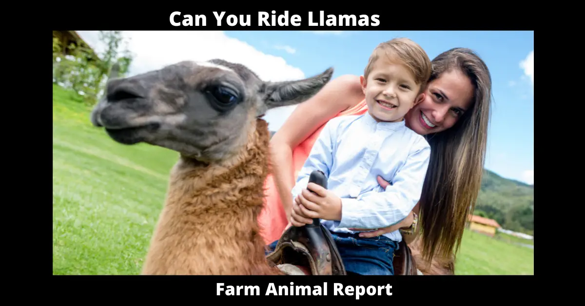 Can You Ride Llamas