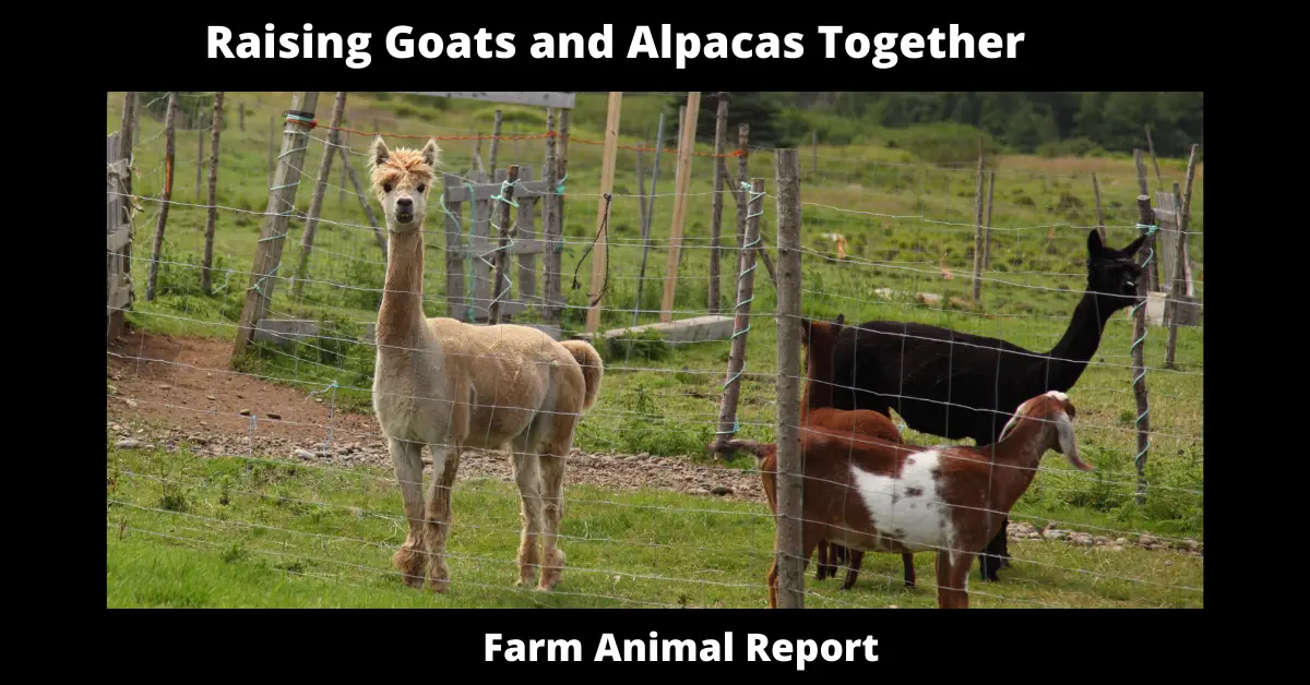 alpacas and goats