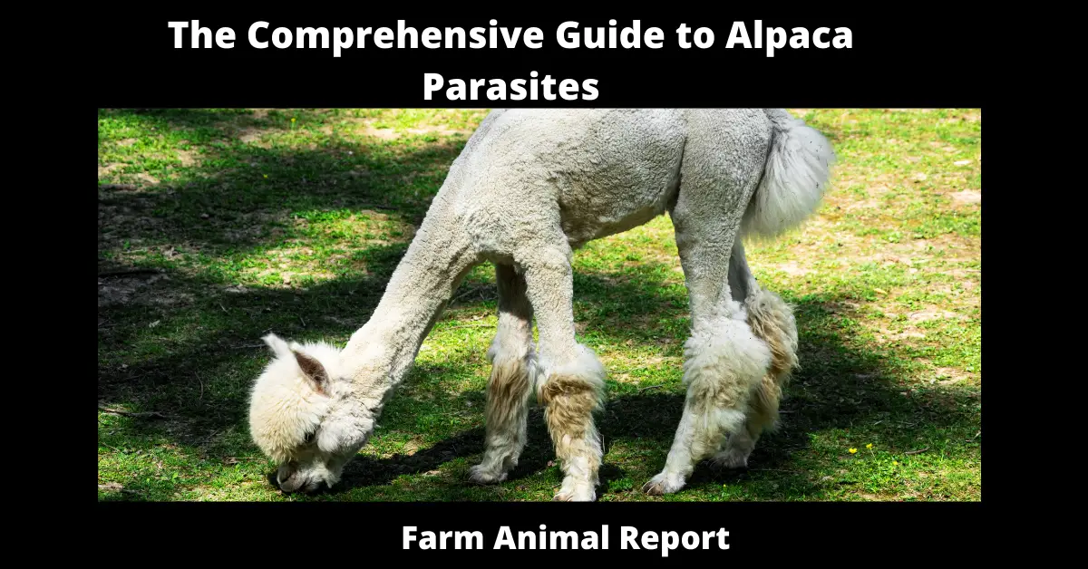 The Comprehensive Guide to Alpaca Parasites