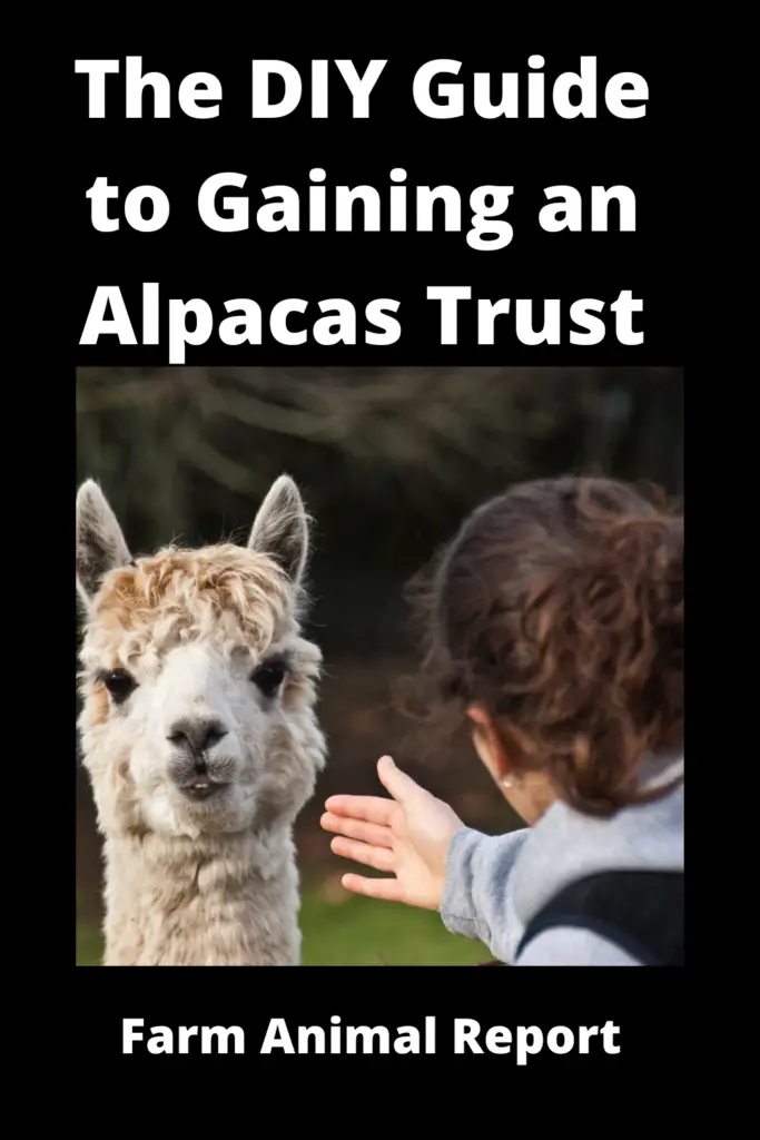 The DIY Guide to Gaining an Alpacas Trust **2022** 2