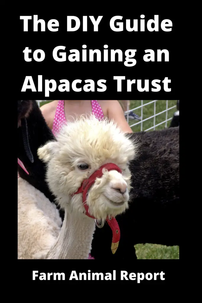 The DIY Guide to Gaining an Alpacas Trust **2022** 3