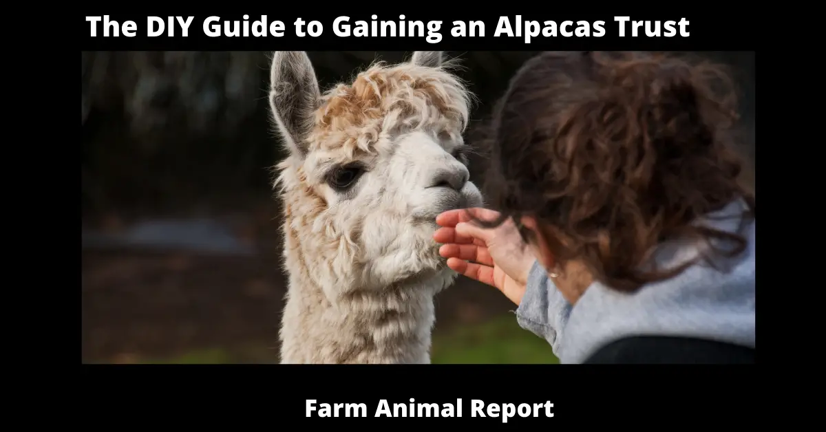 The DIY Guide to Gaining an Alpacas Trust