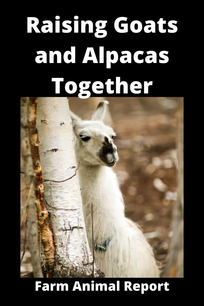 Raising Goats and Alpacas Together **FAMILY** 2