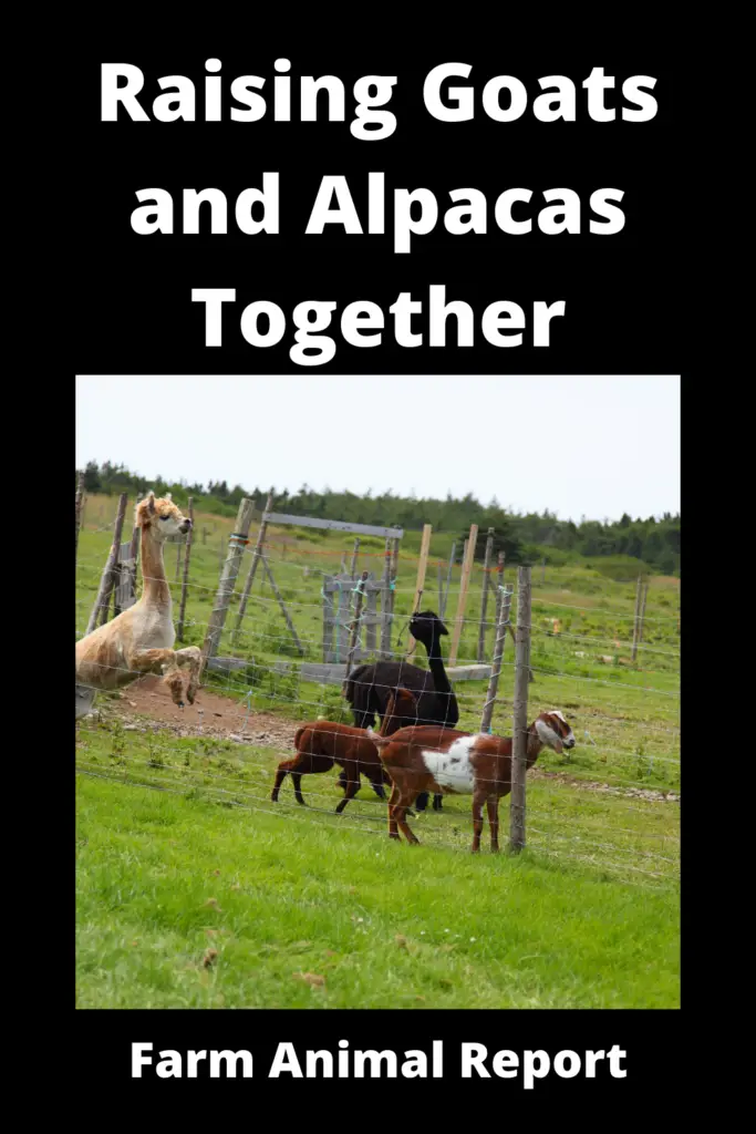 Raising Goats and Alpacas Together **FAMILY** 1