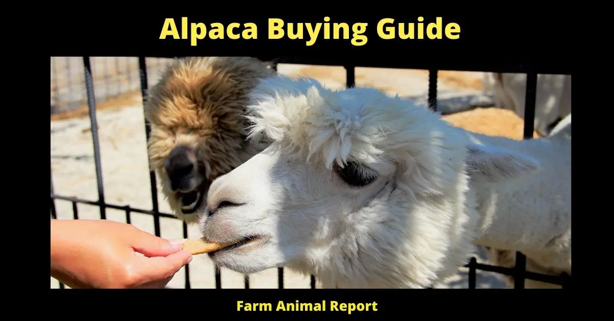 Alpaca Buying Guide