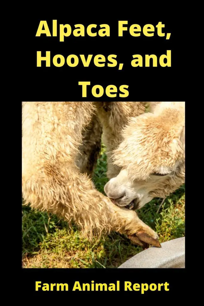 Alpaca Hooves - Do Alpacas Have Hooves? Alpaca Feet, Hooves, Hoof, and Toes 2