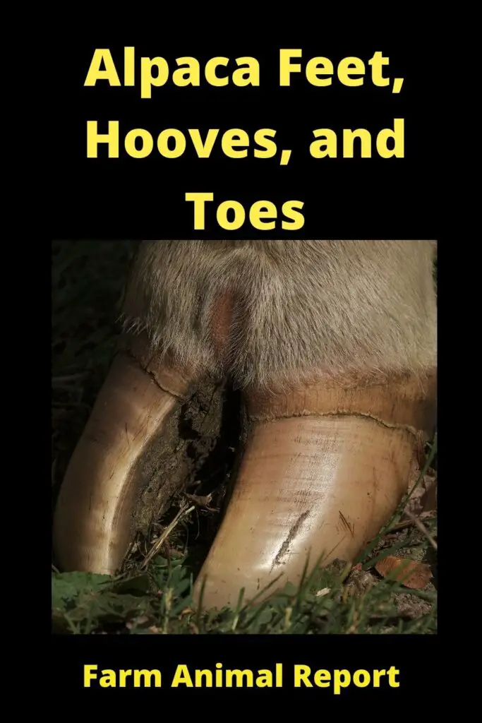 Alpaca Hooves - Do Alpacas Have Hooves? Alpaca Feet, Hooves, Hoof, and Toes 3