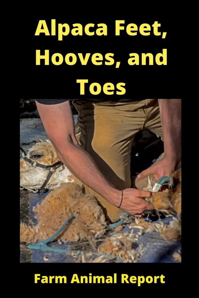 Alpaca Hooves - Do Alpacas Have Hooves? Alpaca Feet, Hooves, Hoof, and Toes 1