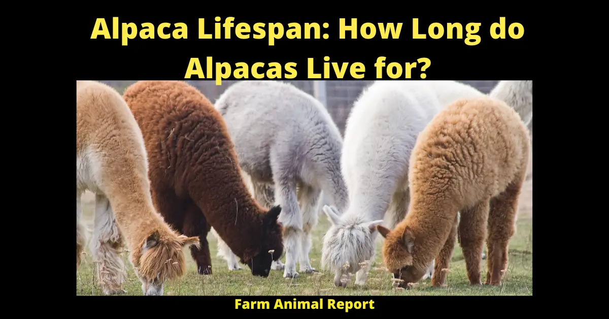 Alpaca Lifespan: How Long do Alpacas Live for?