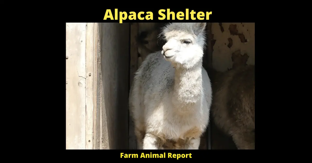Alpaca Shelter