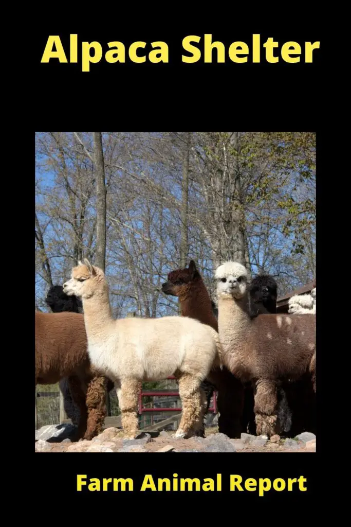 Alpaca Shelter - Understanding The Different Types **BARNS** 4