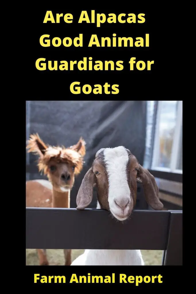 Are Alpacas Good Animal **Guardians** for Goats 2