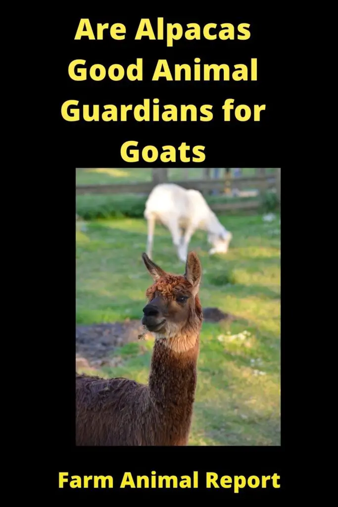 Are Alpacas Good Animal **Guardians** for Goats 1