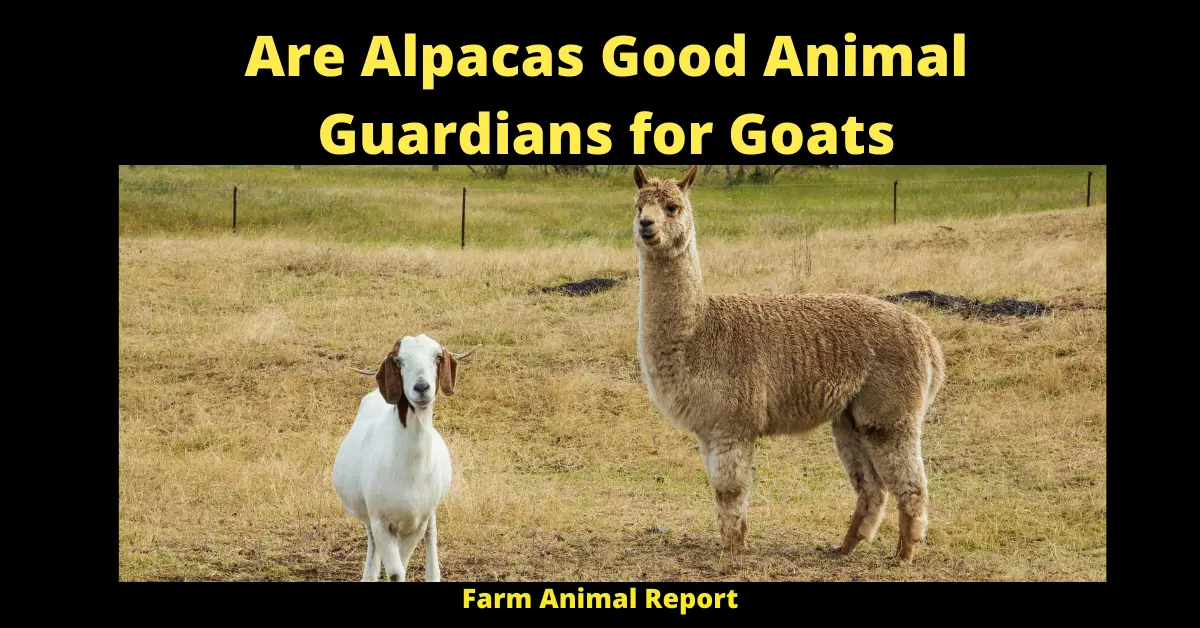 Are Alpacas Good Animal Guardians for Goats