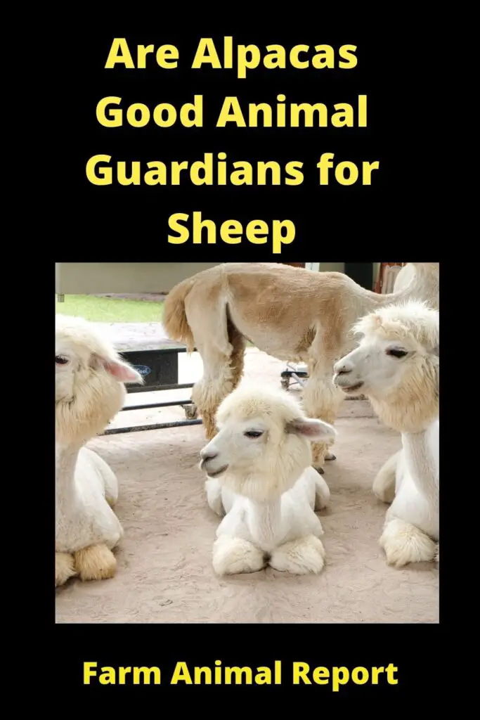 Are Alpacas Good Animal **Guardians** for Sheep 2