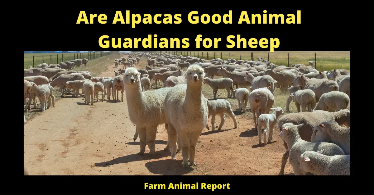 Are Alpacas Good Animal Guardians for Sheep