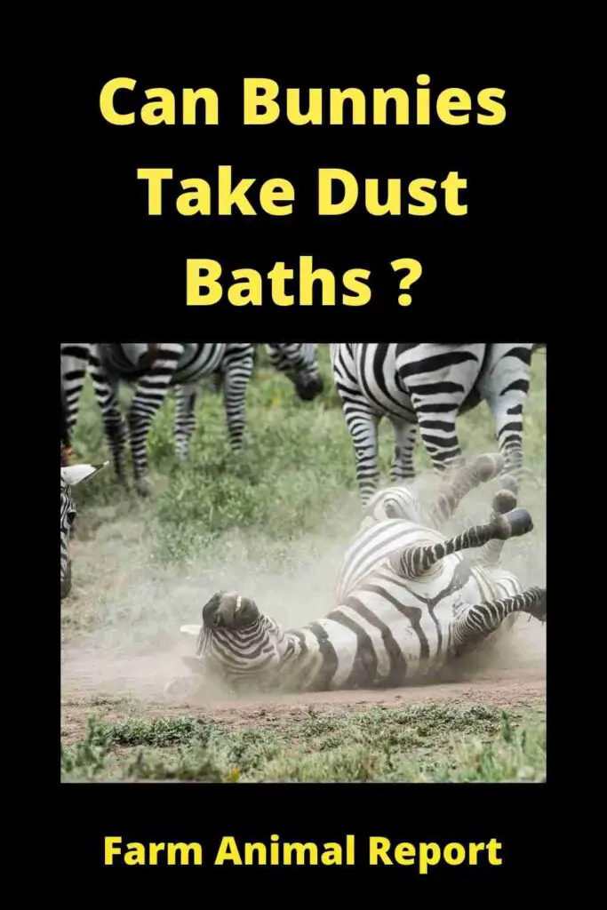 Can Bunnies Take Dust Baths (2023)? **MUD** 2