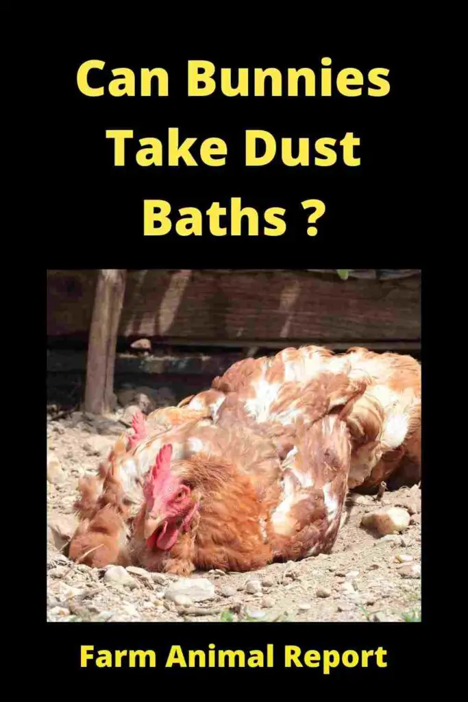 Can Bunnies Take Dust Baths (2023)? **MUD** 3