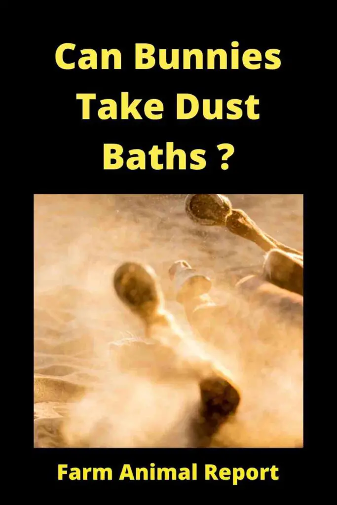 Can Bunnies Take Dust Baths? **MUD** 4