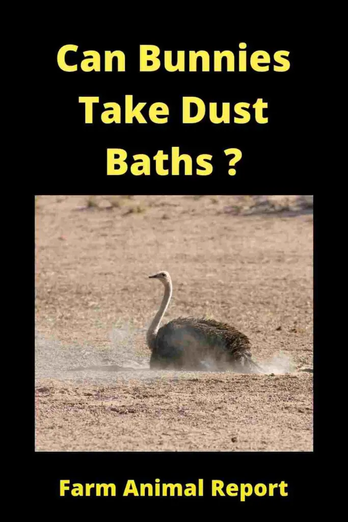 Can Bunnies Take Dust Baths? **MUD** 5