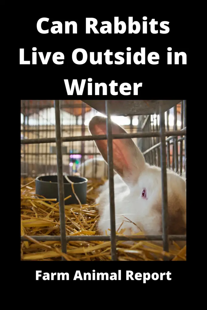 Can Rabbits Live Outside in Winter **CHILL** 3