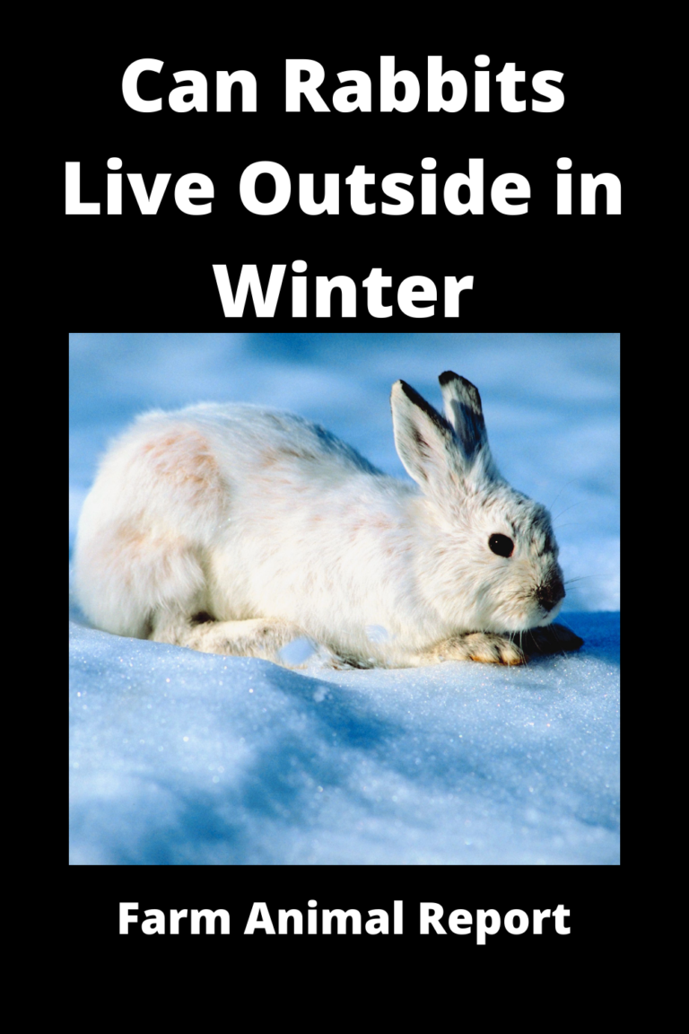 Can Rabbits Live Outside In Winter **CHILL**