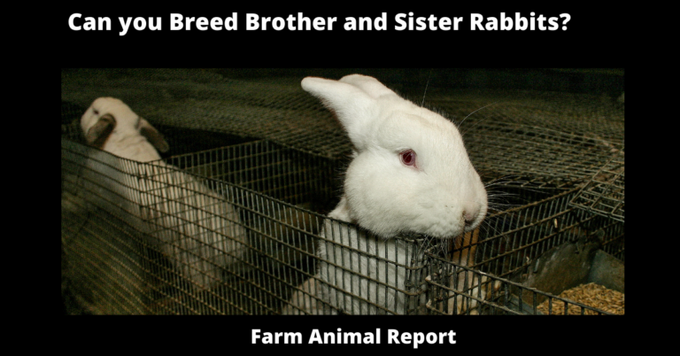 Can You Breed Brother And Sister Rabbits? {INBREEDING} 2024