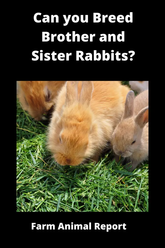 Can you Breed Brother and Sister Rabbits? {INBREEDING} 2024 3