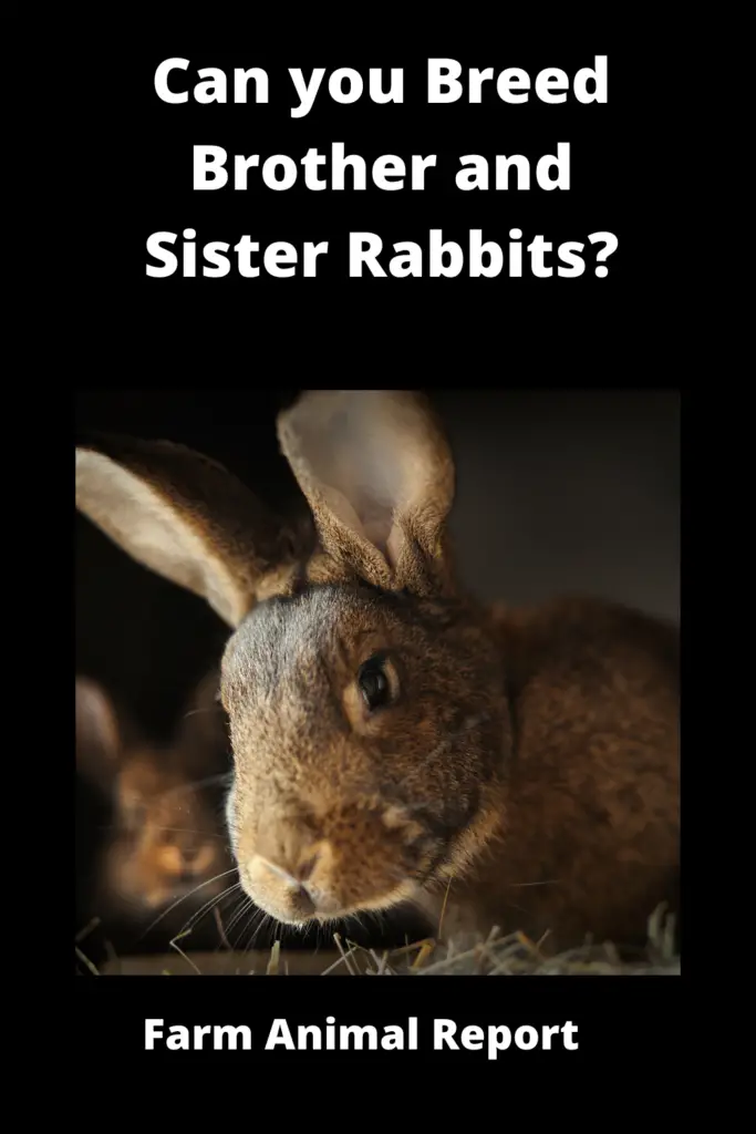 Can you Breed Brother and Sister Rabbits? {INBREEDING} 2023 4