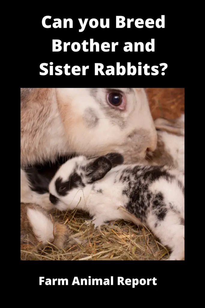 Can you Breed Brother and Sister Rabbits? {INBREEDING} 2024 1