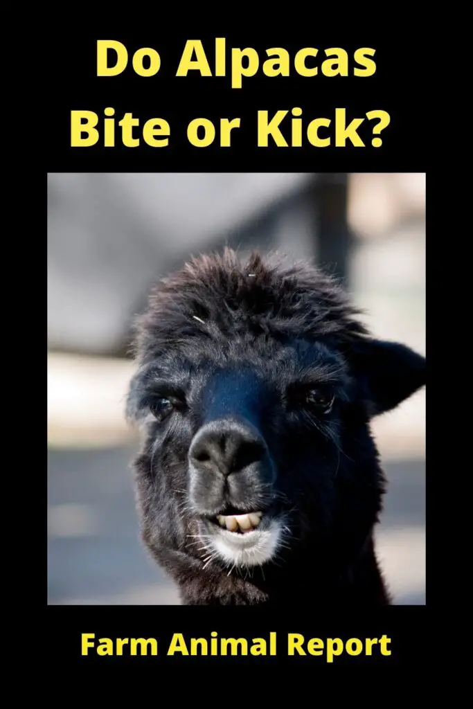 Do Alpacas Bite? Are Alpacas Dangerous? - Alpacas are generally gentle creatures, but they can hurt you if they feel threatened. They have very sharp hooves that they use for defense, and they also have a tendency to spit. When an alpaca spits, it can aim for your face or even your eyes. This can be extremely painful and even cause temporary blindness. In addition, alpacas sometimes kick when they feel threatened. Their kicks are strong enough to break bones, so it's important to be careful around them. If you're ever in doubt about an alpaca's mood, it's best to err on the side of caution and keep your distance.