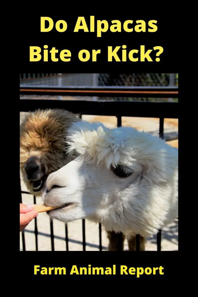 Do Alpacas Bite? Are Alpacas Dangerous?  Alpacas are social animals that live in herds of 10 or more. They are native to the Andes Mountains in South America and have been domesticated for centuries. Alpacas are herbivores and their diet consists mostly of grass. Hay is the best type of food to give an alpaca, as it is a good source of fiber and nutrients. Alpacas also enjoy eating vegetables, such as carrots, potatoes, and cabbage. It is important to feed alpacas a variety of different foods to ensure that they get all the nutrients they need. gives them essential vitamins and minerals. Alpacas should also have access to fresh water at all times. When feeding an alpaca, it is important to keep the food clean and free from mold or other contaminants. Alpacas are gentle creatures and make great pets. With proper care and nutrition, they can live up to 20 years.
