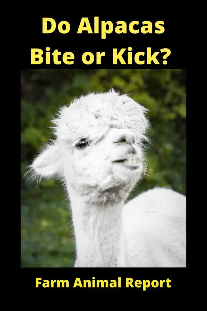 Do Alpacas Bite? Are Alpacas Dangerous? - Alpacas are generally gentle creatures, but there are times when they can become dangerous. If an alpaca feels threatened, it may spit or kick in self-defense. Additionally, alpacas have sharp claws on their feet that they can use to fend off predators. While it is unlikely that an alpaca would attack a human unless provoked, it is still important to exercise caution around these animals. Farmers who work with alpacas on a daily basis are typically familiar with their behavior and know how to approach them safely. However, visitors to alpaca farms should always refrain from touching or feeding the animals without permission from the farmer. By taking these precautions, you can help ensure that everyone remains safe around these intriguing creatures.