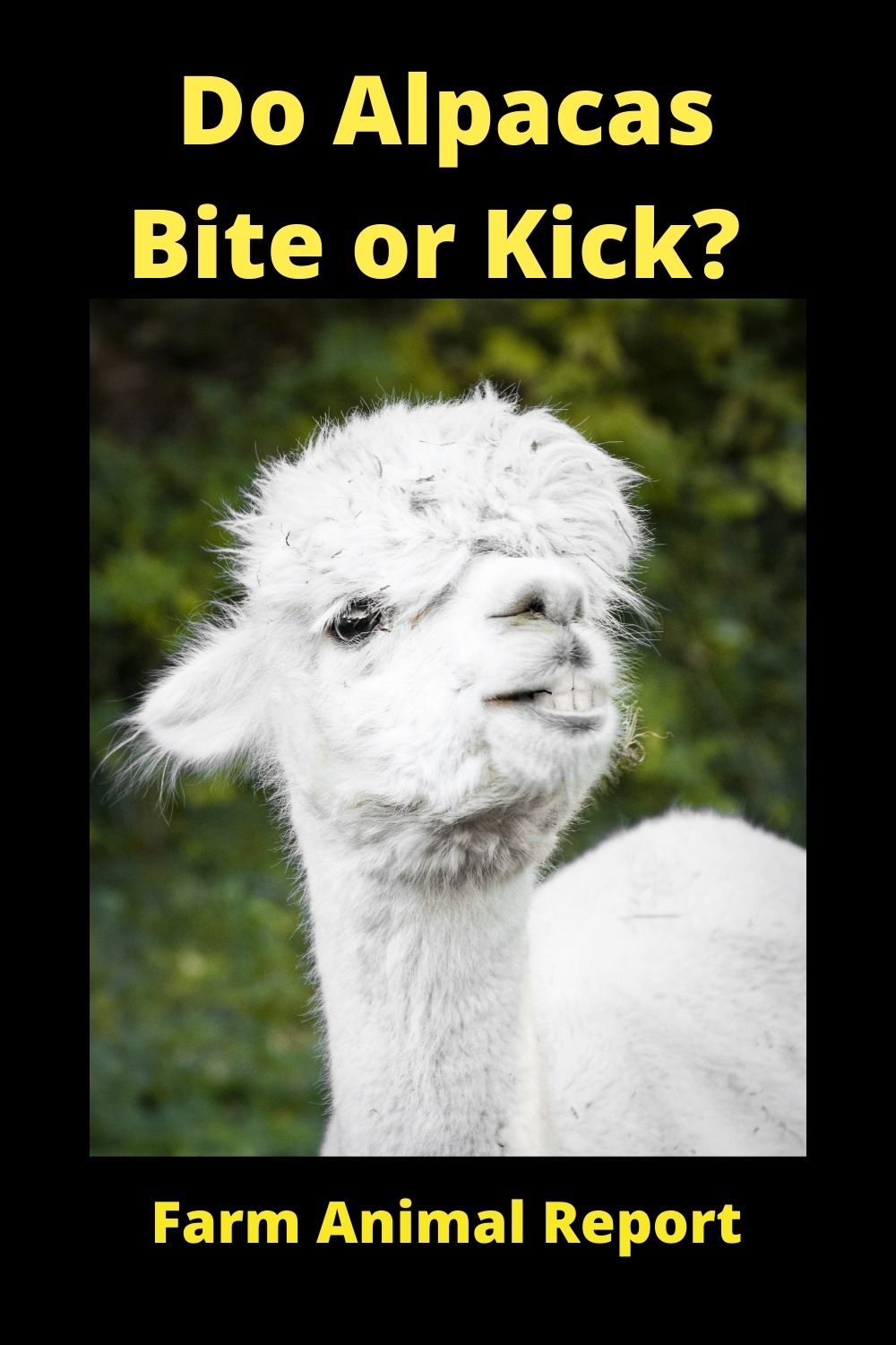 5 Instances Are Alpacas Dangerous (2024) Do Alpacas Bite