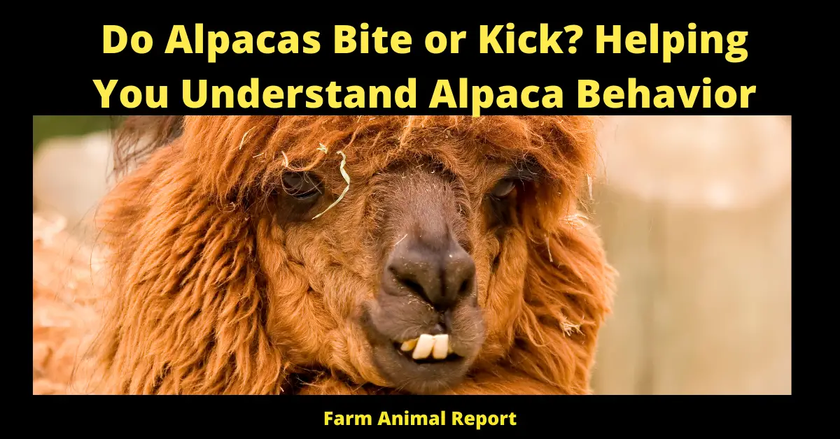 Do Alpacas Bite or Kick? Helping You Understand Alpaca Behavior