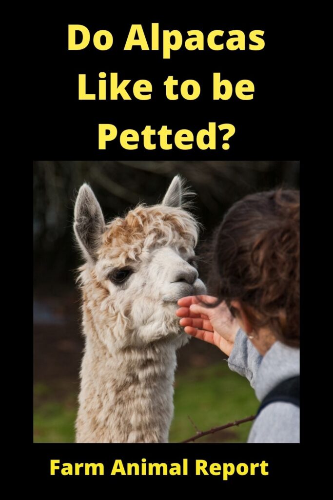 Do Alpacas Like to be **PETTED**? 2