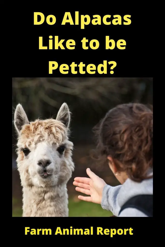Do Alpacas Like to be **PETTED**? 3