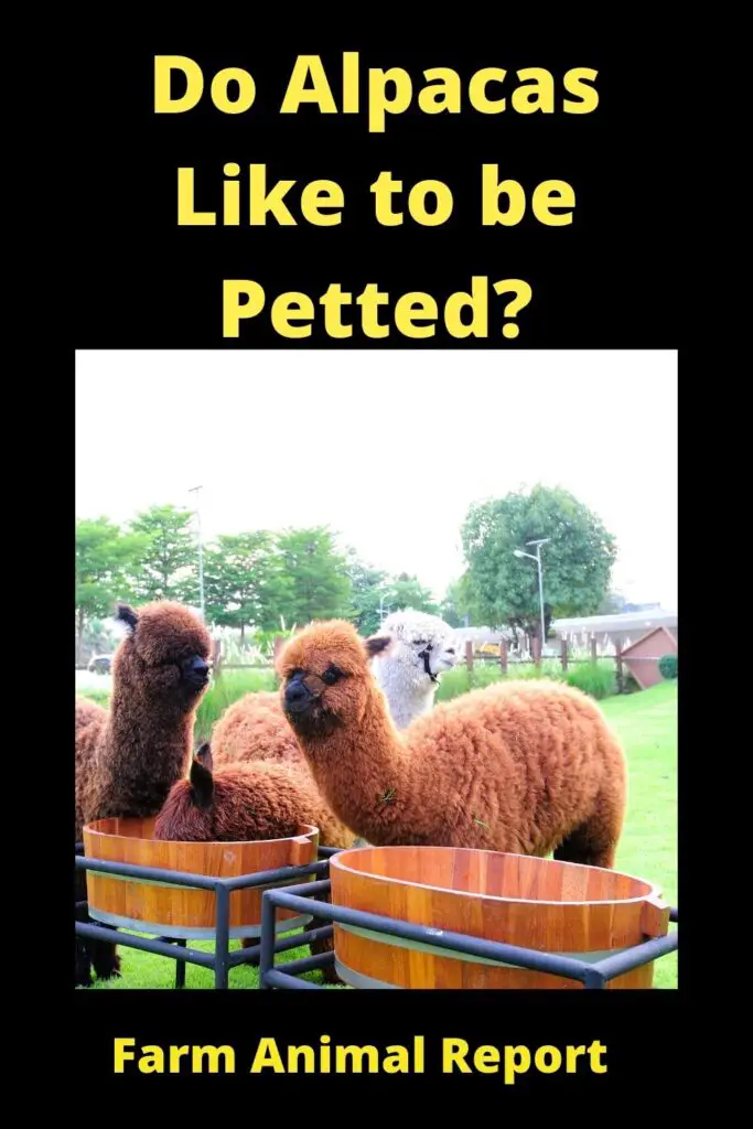 Do Alpacas Like to be **PETTED**? 4